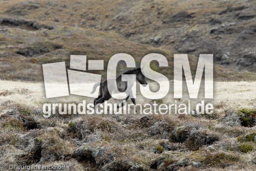 Islandpferde (13 von 50).jpg